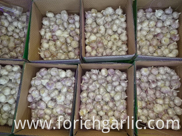 Size 5 0cm Normal White Garlic